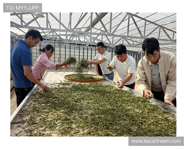 射箭选手在双江体验制茶过程，感受当地文化